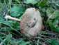 Ragadós bocskorosgomba (Volvopluteus gloiocephalus), Budai-hegység